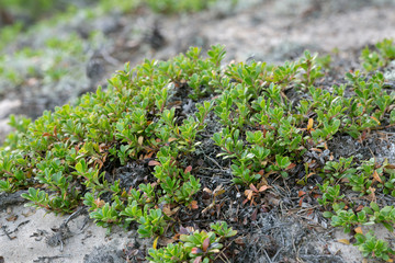 Kinnikinnick, Arctostaphylos uva-ursi plants growing in dry sandy environment
