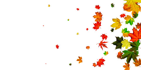 Autumn background. Falling October leaves isolated on white. Season concept