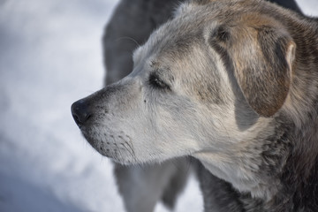 Older dog standing in the snow on a cold winter day