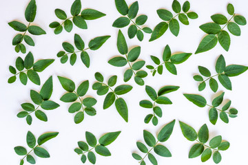 seamless background with green leaves