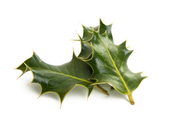 Fototapeta premium holly isolated
