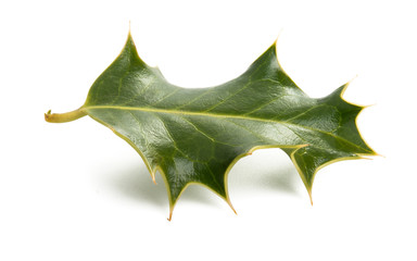 Fototapeta premium holly isolated