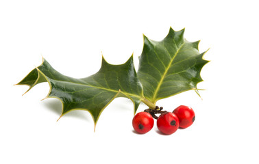 holly isolated