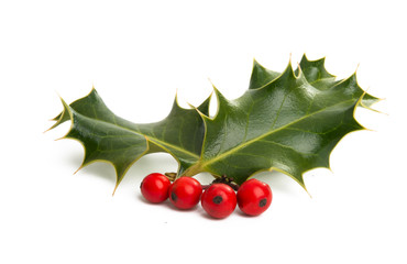 holly isolated