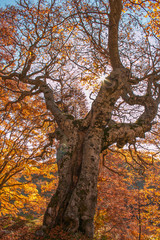 Majestic beech tree in autumn with rays of sun, mount Terminillo, Lazio