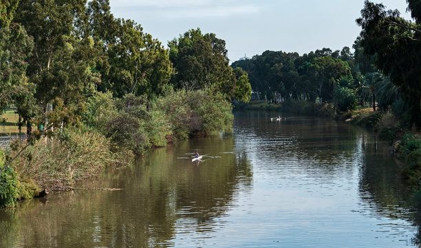 two single rowers practicing on the tree-lined river in yarkon park in tel aviv on a sunny fall day