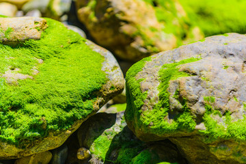 Picturesque green algae and granite boulders on the coast of the Crozon Peninsula. Brittany. France