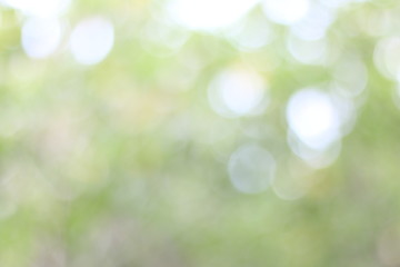 Obraz premium Natural green​ bokeh background, blurred trees​ and sunlight