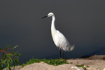 An adult little egret (Egretta garzetta) walking around and posing for some photos on the shore of a pond.