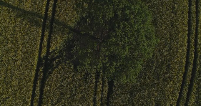 Drohnen Flug- und Luftaufnahme &uuml;ber einem Rapsfeld