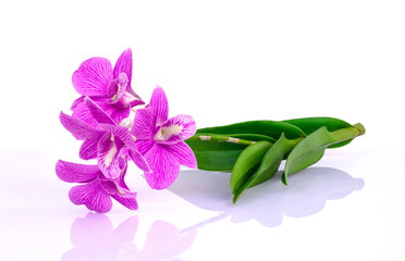 Colseup tropical fresh purple orchid flowers with green leaves isolated on white background with...