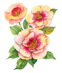 yellow peony flower, watercolor illustration on isolated white background