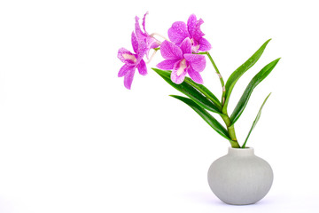 Closeup tropical fresh purple orchid flower with water dew drops in small vase isolated on white...