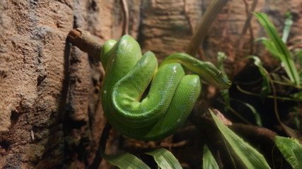Fototapeta premium Green Snake