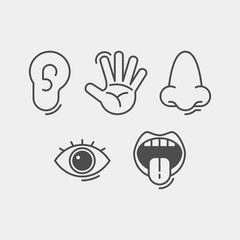 Sense organs flat vector icons. Touch, taste, hearing, vision, smell flat vector icons