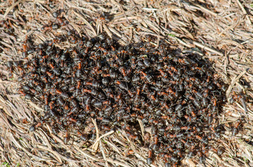 Ansammlung von Waldameisen auf Nest tanken Sonne, Sonnende Waldameisen sitzen zum Aufwärmen massenhaft auf Wohnhügel, Waldameisen sonnend auf Wohnhügel, Sonnenbadende Waldameisen	