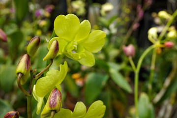 Beautiful green orchid flowers closeup. dendrobium orchid. dendrobium isolated on green background. Orchid flower in garden.Dendrobium, macro orchids. green dendrobium close up