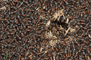 Waldameisen auf Wohnhügel