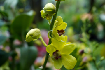 Beautiful green orchid flowers closeup. dendrobium orchid. dendrobium isolated on green background. Orchid flower in garden.Dendrobium, macro orchids. green dendrobium close up