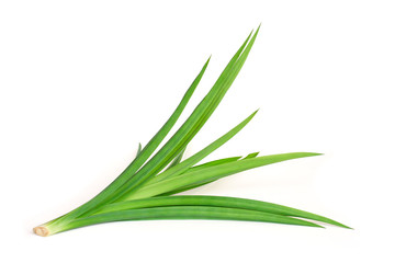 Fototapeta premium Fresh green pandan leaves ( Pandanus amaryllifolius come ) isolated on white background with clipping path. Natural herbal plant, fragrant screw pine and healthy drinks concept.