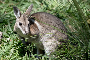 a bridled nailtail wallaby is walking in the tall grass