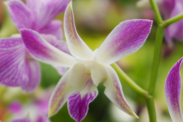 Beautiful pink orchid flowers closeup. dendrobium orchid. pink and white orchid isolated on green background. Orchid flower in garden.Dendrobium, macro orchids. purple dendrobium close up