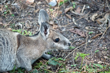Naklejka na ściany i meble this is a side view of a bridled nailtail wallaby