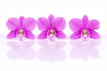 Three tropical fresh purple orchid flowers with water dew drops and shadow isolated on white...