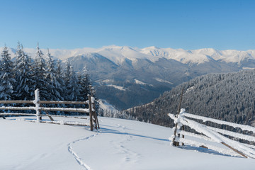 Beautiful winter nature landscape, amazing mountain view. Scenic image of woodland. Frosty day on ski resort. Carpathian, Ukraine. Superb winter wallpapers.