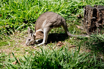 the bridled nailtail wallaby is moving across the field