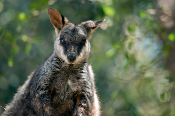 this is a close up of a brush tailed wallaby