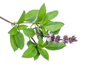 Closeup green fresh basil leaves (Ocimum basilicum) and flower isolated on white background. Herbal...
