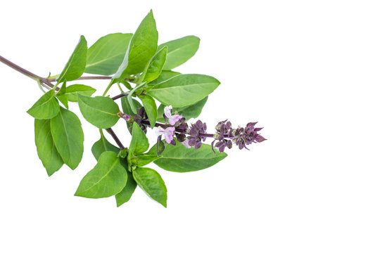Closeup green fresh basil leaves (Ocimum basilicum) and flower isolated on white background. Herbal medicine  plant concept.Top view. Flat lay.