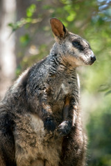 Obraz premium this is a close up of a brush tailed wallaby