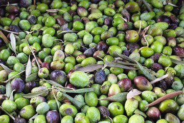 Harvested olives unloaded from truck to press hopper in olive oil mill in Greece.	