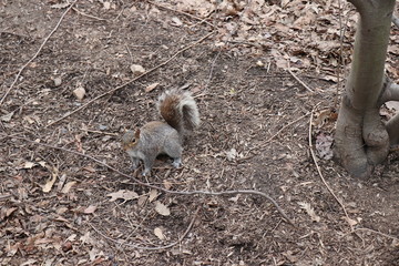 squirrel central park New York