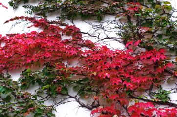 Fototapeta na wymiar white wall covered with autumn red and green Boston ivy leaves