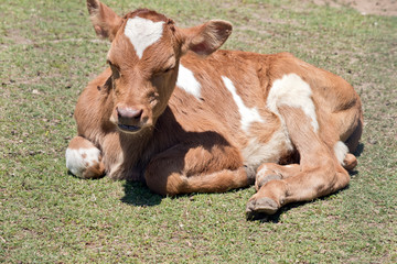 Fototapeta premium the calf is resting on the grass