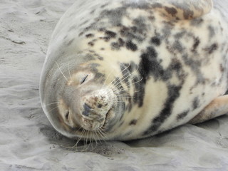 phoque berck plage © nono