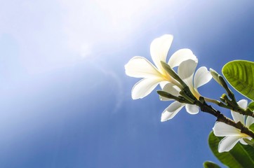 Fototapeta na wymiar Beautiful frangipani or plumeria flowers in bright sun shine on blue sky
