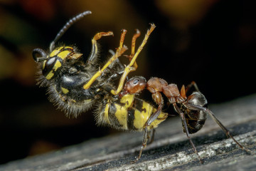 Biologischer Waldschutz durch Waldameisen, Starke Ameise trägt schweres Insekt auf Ameisenstraße,...