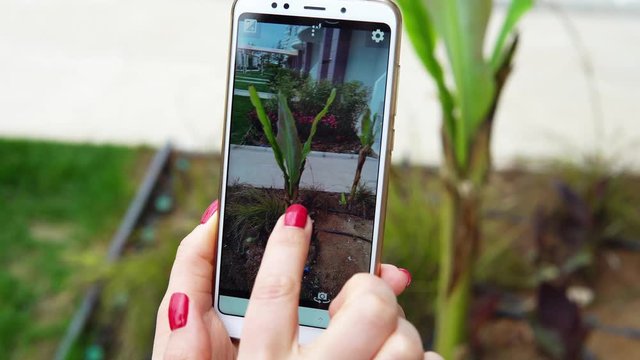 A female biologist takes pictures of the plant in the arboretum with a smartphone. Science biology concept.