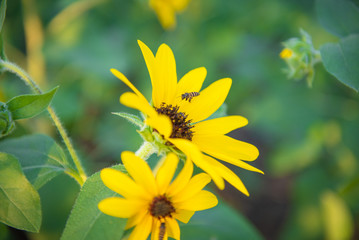 yellow sunflower and little bee beautiful natural