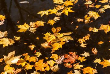 Zespół pałacowo – parkowy Branickich w Białymstoku, Polska złota jesień, Wersal Podlasia