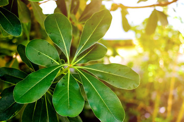 Obraz premium Laurus nobilis laurel tree green leaves on daylight shoot - Laurel background leaves tree.