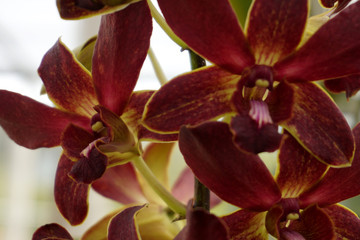 red dendrobium orchid flowers closeup. dendrobium orchid. red and yellow orchid isolated on green...