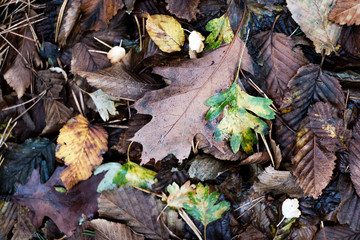 A lot of yellow leaves lie on the ground. Autumn time concept