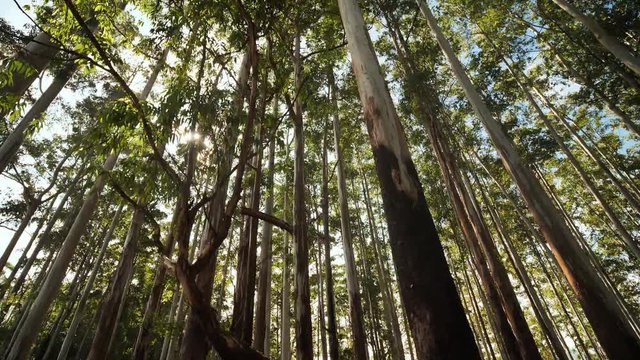 Eucalyptus forest near the city of Munar. India. Video on the move.