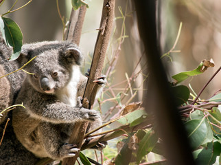 the joey koala is resting next to his mother