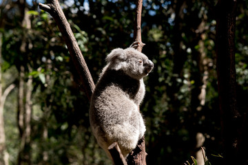 the joey koala is climbing a tree